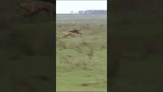 Can the Hare Outrun the Hunting Dogs A Thrilling Race on the Meadow