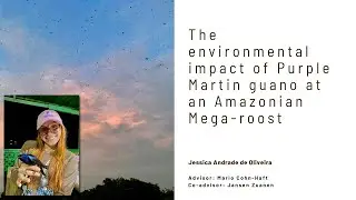 Seasonal input of guano & effects on the ecosystem in a &ldquo;megaroost&rdquo; of Purple Martins in the Amazon