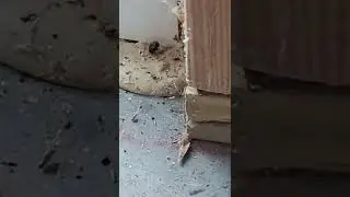 Spider in Basement #shorts #spiders