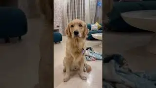Mera Kaam🫣 #goldenretriever #petshub #funny #comedyshorts #smartpup #pets #comedyvideos #dogshorts