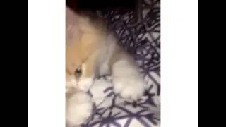 Cuddles the kitten. Enjoy.