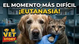 &iquest;Estoy haciendo lo correcto? El dilema de la eutanasia en perros y gatos.