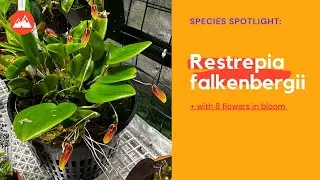 Species Spotlight: Restrepia falkenbergii with 8 flowers!