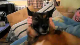 FUNNY DOG FACE