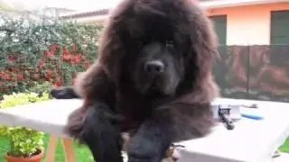 Byron newfy 9 months