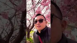 Sakura Season 🌸 📍Yodo River, Kyoto #sakura #fyp #japan #traveldestinations