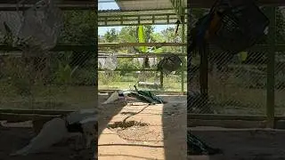 A zoo for animal lovers to watch. #shorts #zoo #pets #petlover #peacock #rabits #turtles