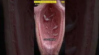 How Does the Body Remove Dead Sperm? | What Happens Inside the Female Body