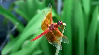 Dragonflies Revealed: 5 Surprising Facts That Will Amaze You!