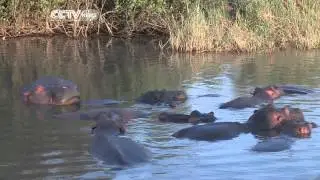 Eco Africa: South Africa St Lucia Estuary