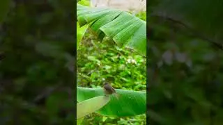 #catgames #birdchase #catvideo #catlovers #funforcats #catrelaxation #engagingvideo
