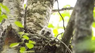 hornuggla ungar (long-eared owl) 14 bit raw