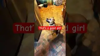 Dog brings toy on command