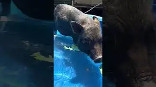 Bobbing for Lettuce! #animals #cute #funny #animal #dailyvlog #minipig #pig #vlog #summer #swimming