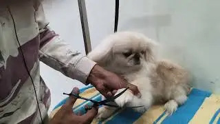 Rare Pekingese Dog Grooming & Transformation | Hemant Racker Vlogs