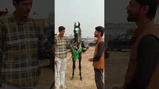 😍 Beautiful Milk teeth Filly got 3rd position 🥉 Sire Bharat Ratan grand sire Devraj raniya #horse 