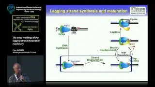 P. Burgers - The inner workings of the lagging strand maturation machinery