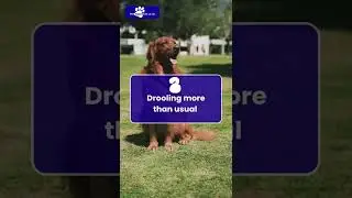 🐶 &ldquo;How to Take Care of Your Dog in Summer &mdash; 5 Easy Tips