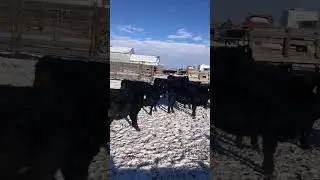 Rock Creek Cattle Co. Ltd. - 613# December Delivery Weaned Heifers - 41 Head (Nanton, AB) VBP+