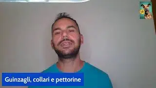 Cani - guinzaglio, collare e pettorine