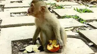 Awesome  Monkey Life At Cambodia Temple