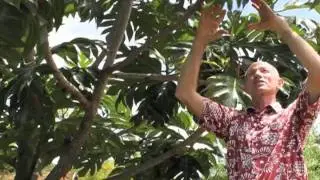 Tales of Breadfruit