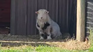 This Goat Sits Like a Dog
