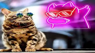 Cool Cat Neon Sign Review: Stylish LED Cat Wall Decor