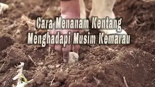 Cara Menanam Kentang Menghadapi Musim Kemarau