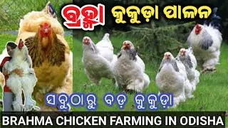 BRAHMA CHICKEN FARMING IN ODISHA//Columbian Brahma, Poultry Farming in odisha 2023, Giant Hen farm