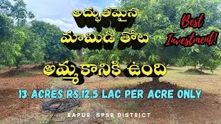 Beautiful Mango Garden for Sale||13 Acres||Rs 12.5 Lac Per Acre||Rapur||SPSR District