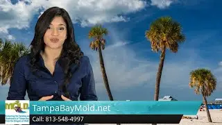 Mold Remediation Removal Wesley Chapel FL 5 Star Review