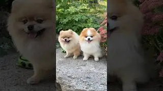 Братики #pomeranian #dog #animals #cutebaby #shortsdog #short #pets #video #bestvideo