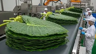 Inside a Factory Processing Taro Leaves at Massive Scale