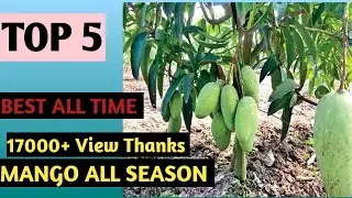 Top 5 Best Mango Verity All Season