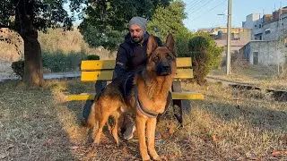 German Shepherd, facts, traits, and more