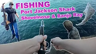 SYDNEY Fishing! Shark, Shovelnose & Banjo Ray