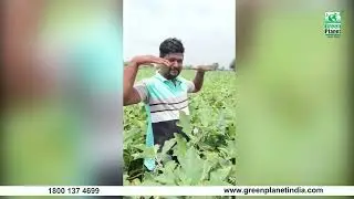 Green Planet Excellent Result on Brinjal (बैंगन) | Organic Farming | Organic Products