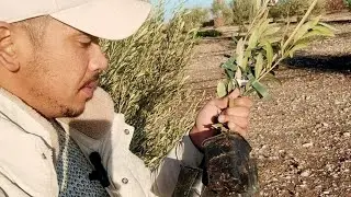 انتهاء من عملية غرس الاربوسانا في الزراعة الكثيفة 1770 شجرة في الهكتار الواحد | اهم المعاملات