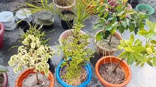 How to repot a plant #plantbased #gardening #gardeningtips 