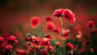 Remembrance Day Meditation || Soothing Relaxation || Inner Peace || Mindfulness