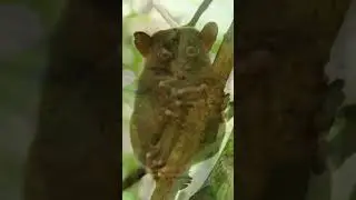 This tarsier is very cute with its tiny body #shorts #short #shortvideo #animals #funny
