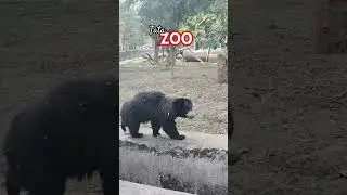 Tata Steel Zoological Park Jamshedpur jharkhand 2025 ll Tiger, Lion, Monkey, Zebra etc #subscribe