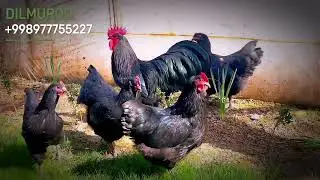 Avstralop Ruminya