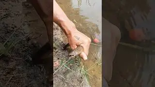 babon Sawah #hobbyikan #mancing #fishing