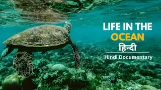 LIFE IN THE OCEAN | हिंदी डॉक्यूमेंट्री |A HIDDEN WORLD OF WONDER | HINDI DOCUMENTARY|