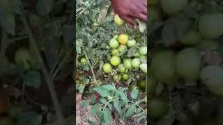 FTS Crop Science (2)