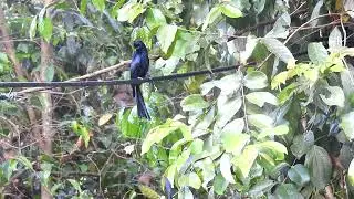Greater Racket-tailed Drongo in Thattekkad Bird Sanctuary | A Birding Adventure in Kerala