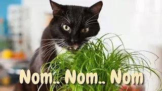 Why Do Cats Instinctively Eat Grass and When Do They Start?