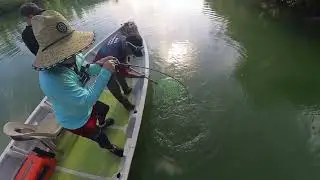 BIGGEST BARRAMUNDI CAUGHT! MALAYSIA MANGROVE LURING